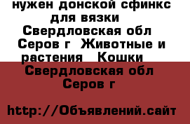 нужен донской сфинкс для вязки. - Свердловская обл., Серов г. Животные и растения » Кошки   . Свердловская обл.,Серов г.